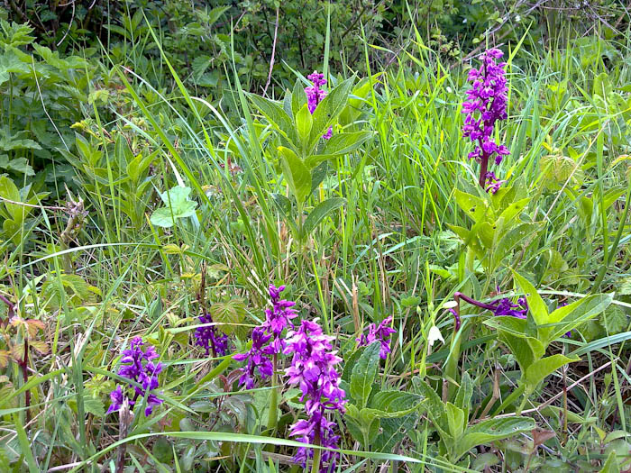 Early Purple Orchid lakegate lane Ryme Intrinseca Dorset Dorsetcamera
