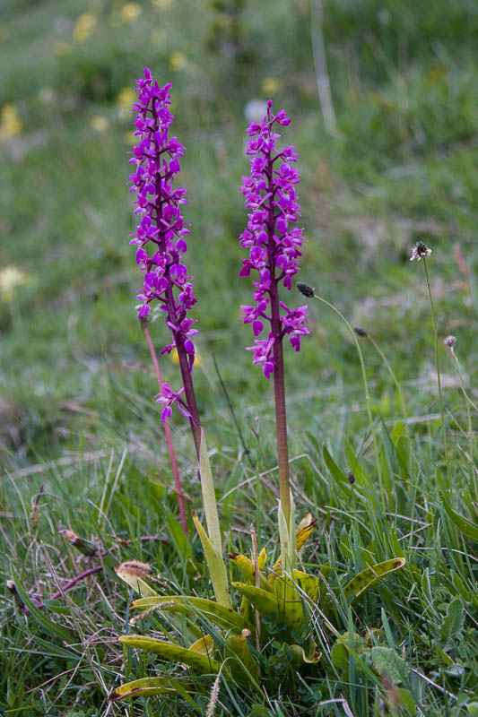 Early Purple Orchid Dorsetcamera
