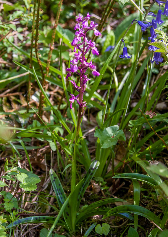 Folke Dorset Dorsetcamera Early Purple Orchid