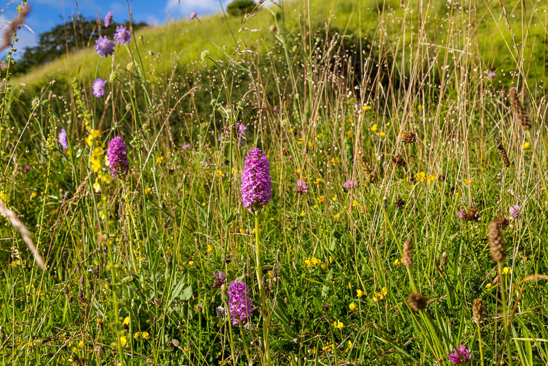 Sherborne Dorset Dorsetcamera Flora