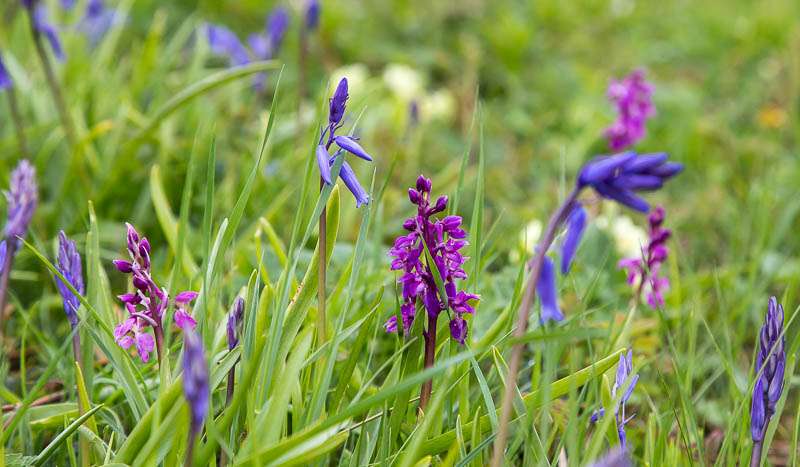 Dorsetcamera Flora Dorset Spring