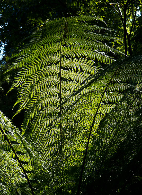 Sub-tropical gardens Abbotsbury Dorset Dorsetcamera