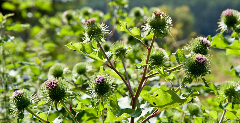 Sherborne Dorset Dorsetcamera Flora and Fauna