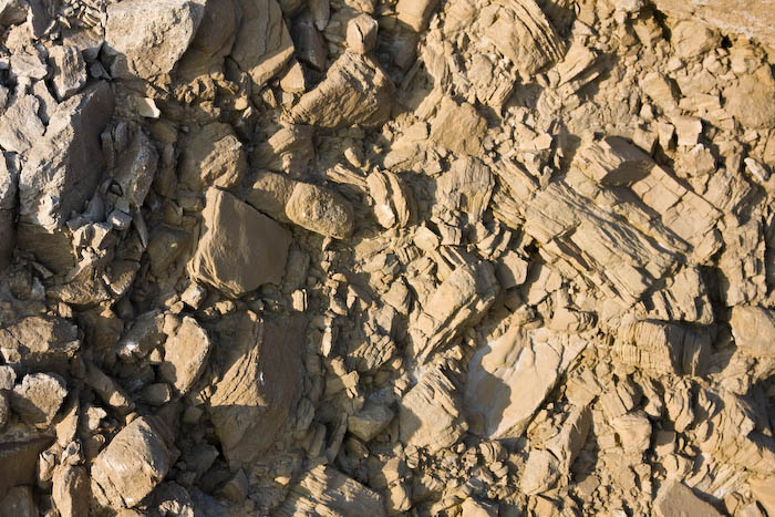 Fossil Forset Lulworth Dorset