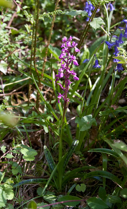 Early Purple Orchid Folke Dorset Dorsetcamera