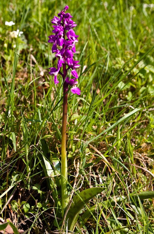 Dorsetcamera Early Purple Orchid Dorset