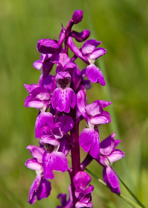 Dorsetcamera Early Purple Orchid Dorset