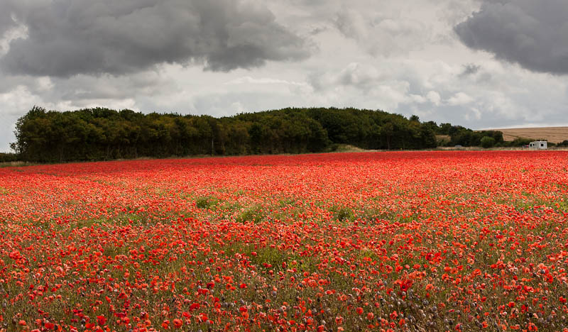 Poppies Wiltshire Dorsetcamera Bulford