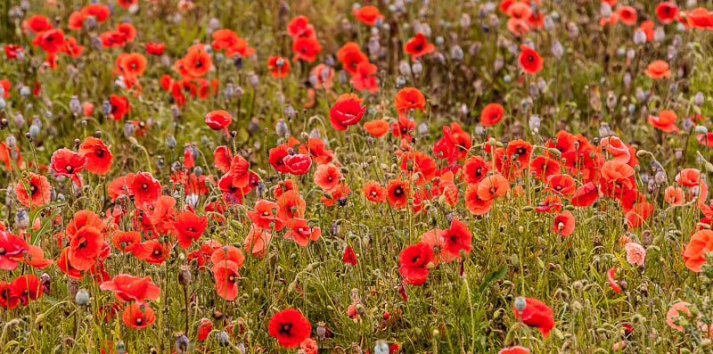 Poppies Wiltshire Dorsetcamera Bulford